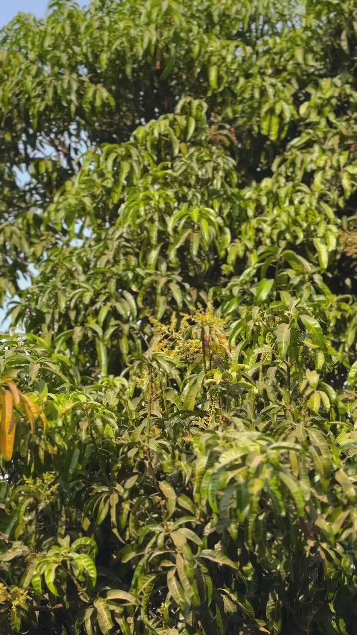 Swarna Kanti Banarasi Saree